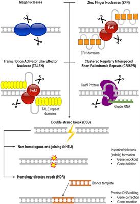 Is Malaysia Ready for Human Gene Editing: A Regulatory, Biosafety and Biosecurity Perspective